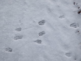 Close-up of a row of the footprints of roe deer (Capreolus capreolus) on the ground covered with white snow in winter