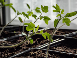 Macro shot of small tomato plant seedlings growing in plastic pots on the windowsill. Indoor gardening