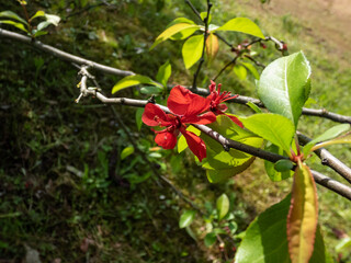 Fototapeta premium The Japanese quince (Chaenomeles x superba (Frahm)) flowering with deep crimson flowers in the spring in park