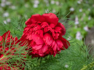 Very Early dwarf peony (Paeonia tenuifolia) 'Plena' with finely cut leaves flowering with double...