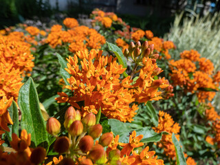 The Butterfly weed (Asclepias tuberosa) growing in the garden and flowering with wide umbels of orange flowers