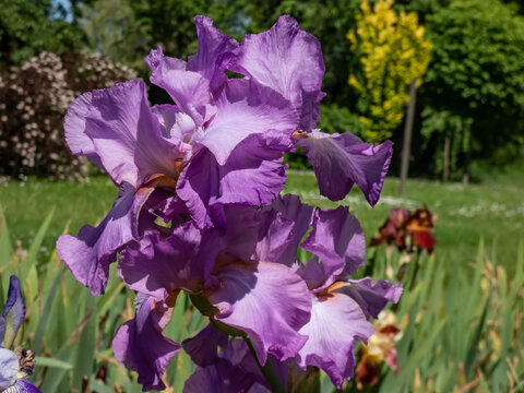 Close-up shot of the bearded iris or German bearded iris (Iris &times; germanica) 'Amethyst Flame' blooming with large, ruffled lilac flower with a flame-colored haft