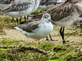 Nordmann's Greenshank in Queensland Australia