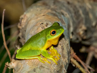 Orange-thighed Frog in Queensland Australia