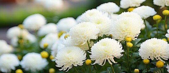Chrysanthemum bush, garden planting, small white flowers, eye-catching, soft focus.