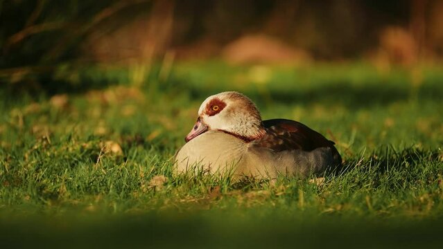 A very cute duck is resting The duck is sitting and looking around 4K animal footage
