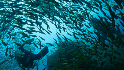 Underwater photo of scuba divers at a wreck surrounded by school of fish - Yellow Bigeyed Snapper fish.