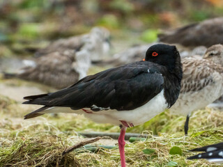 Pied Oystercatcher in Queensland Australia