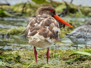 Pied Oystercatcher in Queensland Australia