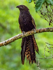 Pheasant Coucal in Queensland Australia