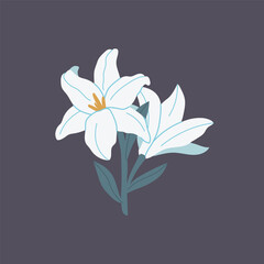 Blooming white lily. A flower growing in a garden or in the wild. Beautiful plant
