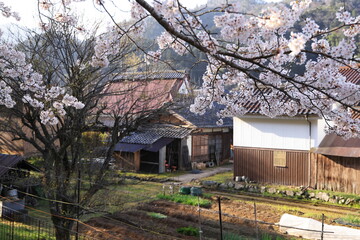 Fototapeta na wymiar 満開の桜と古民家のある田舎の風景