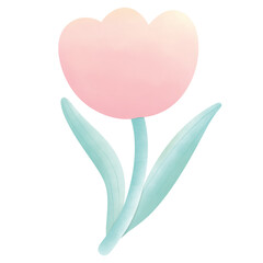 pink tulip
