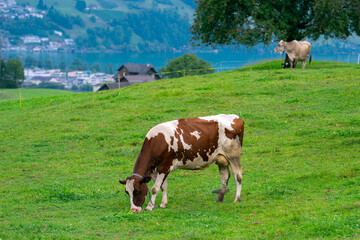 Fototapeta na wymiar Cow pasture in Alps. Cows in pasture on alpine meadow in Switzerland. Cow pasture grass. Cow on green alpine meadow. Cow grazing on green field with fresh grass. Swiss cows. Cows in a mountain field.