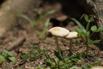 A close-up shot of mushrooms in the forest