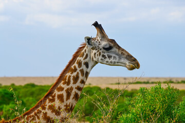 Portrait of  a wild African giraffe. Kenya