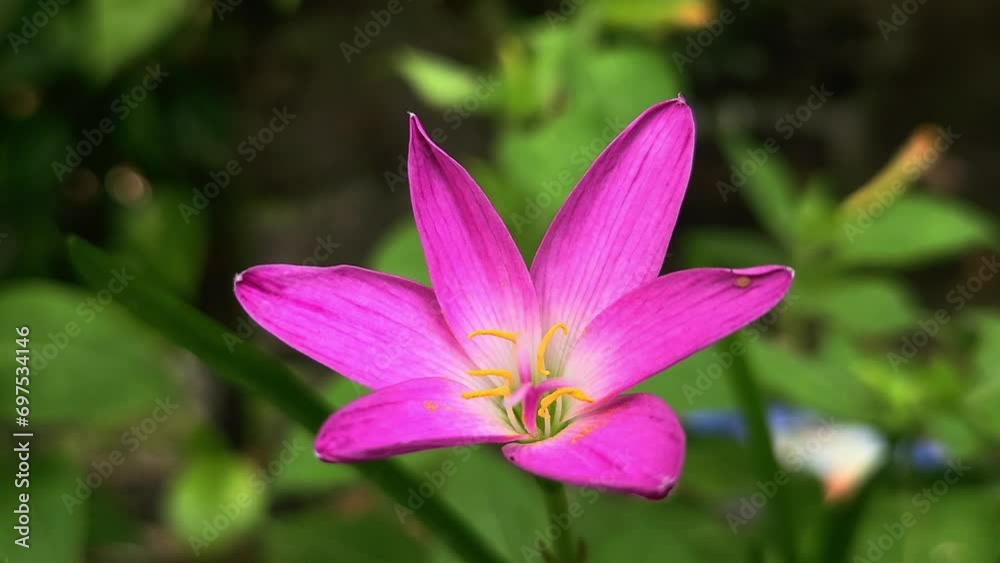 Wall mural Pink Lily Flower