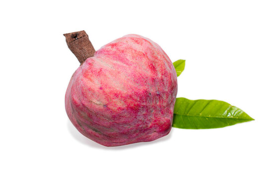 Ripe Annona reticulta or wild sweetsop, custard apple fruit, Rare medicinal fruit ramphal