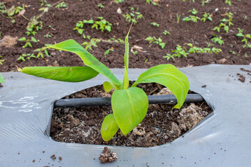 small banana grows plant on farm, Small banana tree on natural background