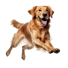 Golden Retriever jumping isolated on white background