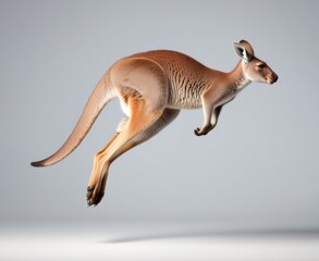 cute 3d cartoon kangaroo - obrazy, fototapety, plakaty