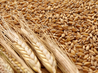 wheat on a table