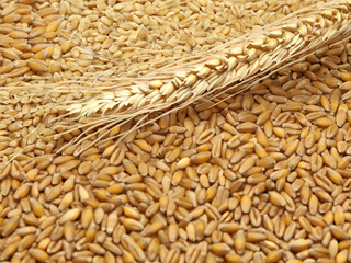 wheat ears on wooden table