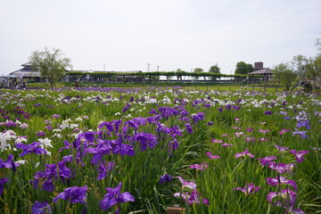日本の千葉県にある佐原あやめパークのあやめの花