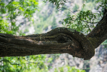 TREE LIKE SNAKE 