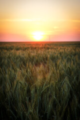 Large field with wheat, wheat field background