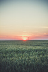 Large field with wheat, wheat field background - obrazy, fototapety, plakaty