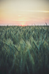 Large field with wheat, wheat field background