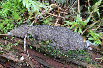 Obraz premium Siphoptychium violaceum, a slime mold from Finland, no common English name