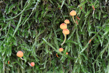 Orange bonnet, Mycena acicula, also known as coral spring Mycena, wild mushroom from Finland