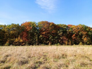 The photo is divided into thirds, the first shows dry autumn grass on a pasture, the second an autumn oak forest with yellow leaves on the trees, and the third a cloudless blue sky.