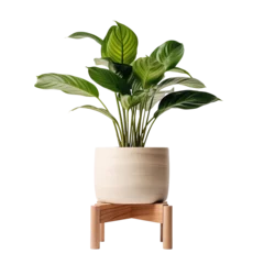 Poster Im Rahmen Indoor plant in a pot on a wooden stool, cut out © Yeti Studio