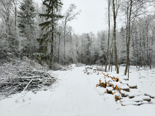 Winter snow-covered forest. Harvesting firewood, pruning trees.