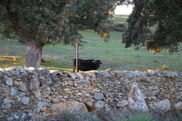 bull in the countryside in spain. The bull is getting ready to be fought in the bullring. National...