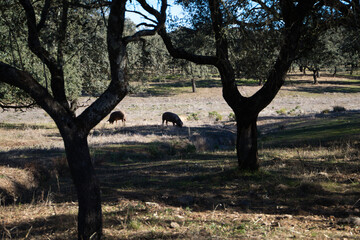 Iberian pigs eating in Dehesa or field with rays of light behind the cork oak tree.