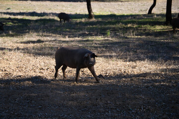 Iberian pig eating in Dehesa or countryside. He is posing for the camera in a nice way. Iberian ham and food concept