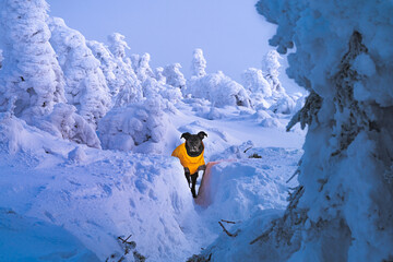 Portrait of beautiful and happy dog who is in adventure on the frozen moody forest during the sunrise with fantasy atmosphere.