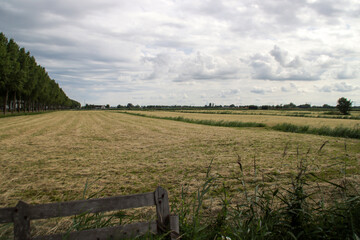 Residual peat area where the water board has stopped lowering the level in the Zuidplaspolder near...