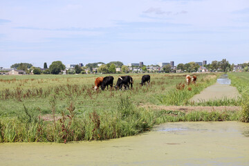 Red and black Holstein Frysian cows on a meadows