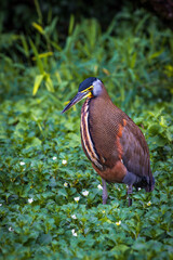 Tiger heron (Tigrisoma fasciatum) in Tortuguero National Park (Costa Rica)