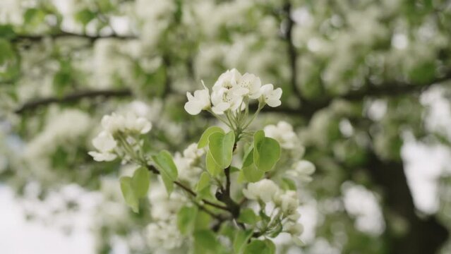 Slow motion blooming apple tree closeup in late spring