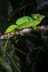 Green basilisk (Basiliscus plumifrons) in Tortuguero National Park (Costa Rica)