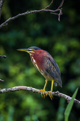 Green heron (Butorides virescens) in Tortuguero National Park (Costa Rica)