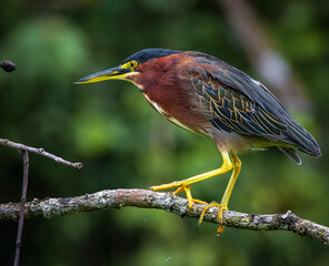 Green heron (Butorides virescens) in Tortuguero National Park (Costa Rica)