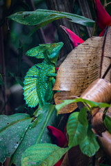 Green basilisk (Basiliscus plumifrons) in Tortuguero National Park (Costa Rica)