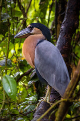Fototapeta premium Boat-billed heron (Cochlearius cochlearius) in Tortuguero National Park (Costa Rica)